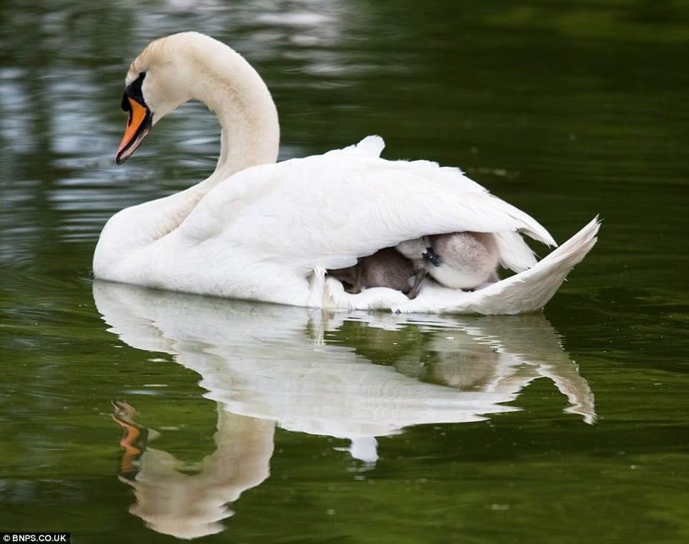 Beautiful Moments Of Father Swan Carries His Six Babies06