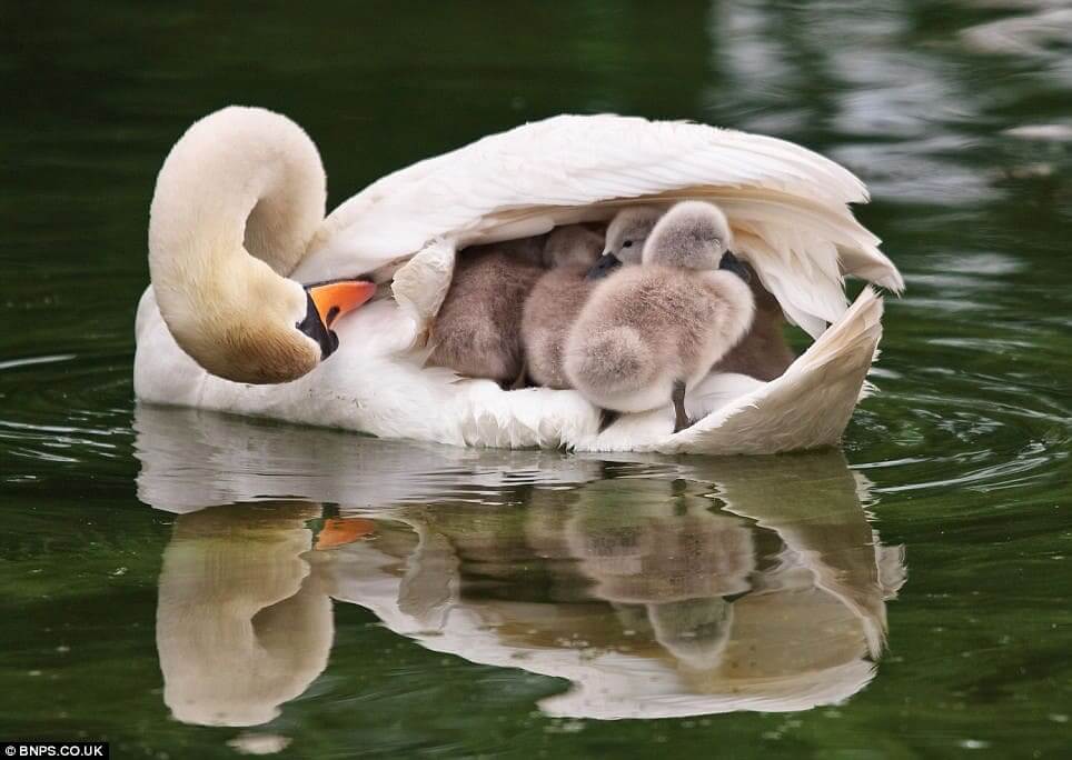 Beautiful Moments Of Father Swan Carries His Six Babies07