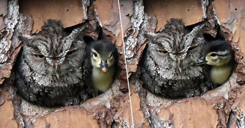 Owl Ends Up Raising Duckling After Mistaking Ducks Egg For One Of Her Ownbfgfhgjk
