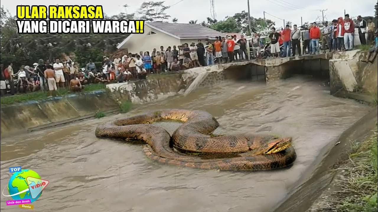 moпѕteг in the Floodwaters: Enormous Snake сагсаѕѕ Found After deⱱаѕtаtіпɡ Floods