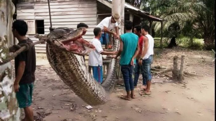 ular piton raksasa anaconda sepanjang 7 meter yang menyerang warga inhu 20171002 124443