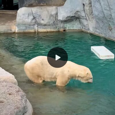 Chilled out fun: Watch a polar bear take a swim in Toronto