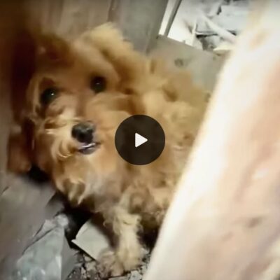 From abandoned to adored: A teddy bear dog’s tale