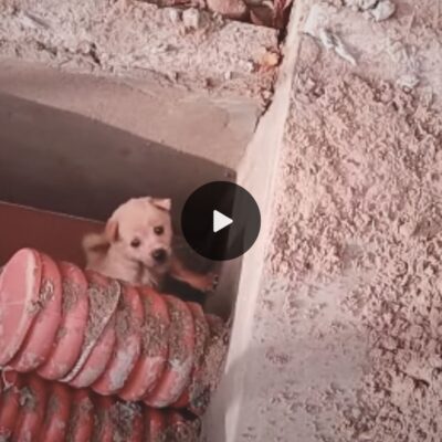 Race against time: Saving a puppy stuck in a sewer