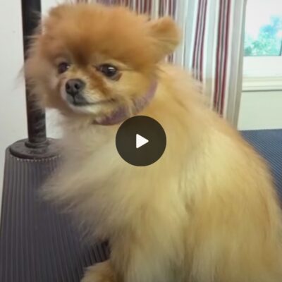 Pomeranian transformation: Before and after grooming makeover