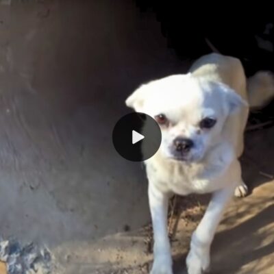 Heartwarming rescue: Saving a desperate mother’s puppies from a drain pipe