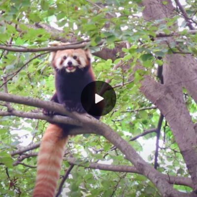 Xuexue: The adorable red panda perched on high