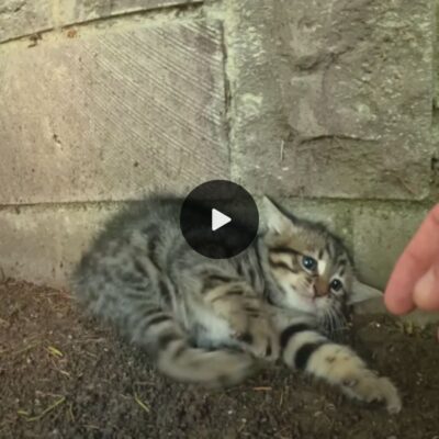 A feral kitten’s journey to trust: Heartwarming transformation