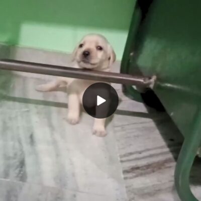 Mahi’s hilarious endeavor: A Labrador puppy’s determined journey