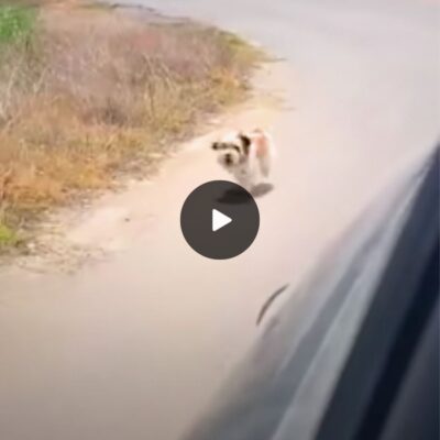 Heartfelt encounter: Lonely puppy chases srangers’ car in search of love