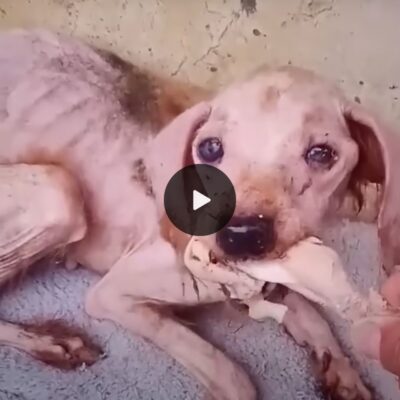 Rescue mission: The astonishing transformation of a scrawny stray dog