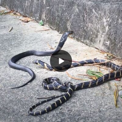 Epic encounter: King cobra faces off with Chinese cobra