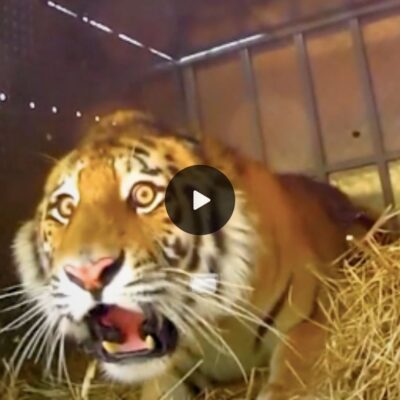 Emotional moments: Animals experience freedom for the first time