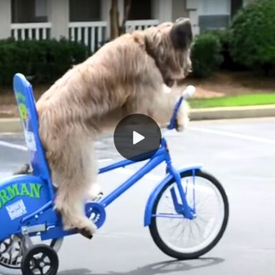 Norman’s Bicycle Adventure: A Pawsitively Unbelievable Ride Caught on Camera