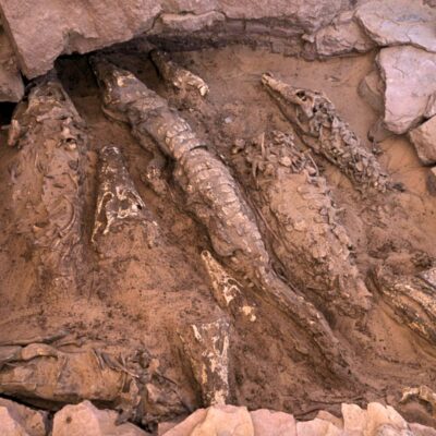 Unveiling the Secrets: 2,000-Year-Old Mummified Crocodiles Found in Egypt’s Tombs