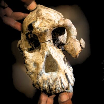 Unlocking the Past: Human Ancestral Genes Found Encoded in 2 Million-Year-Old Dental Remains