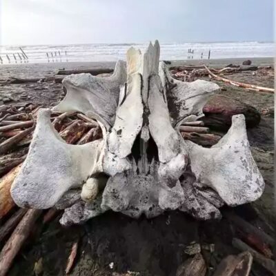 San Francisco’s Seaside Mysteries: A Glimpse into Antiquity as Another Ancient Animal Skull Emerges