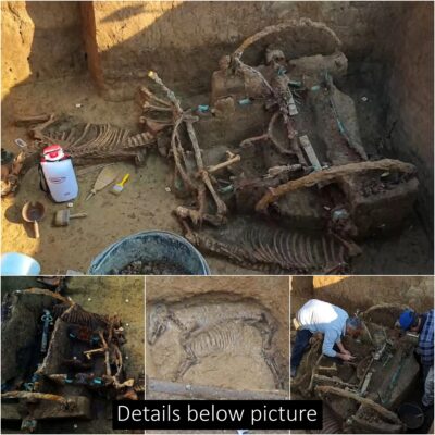 Roman chariot was equipped with 2 horses, spanning over 1,700 years ago as part of ‘ritual for wealthy family’ found in Croatia