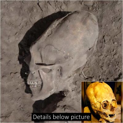 An alien skull, of unknown origin, has been unearthed, stumping archaeologists and challenging everything we thought we knew about our origins