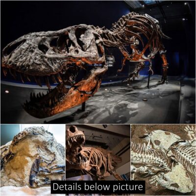 Dinosaur fossils have been unearthed and put on display since 130,000 years BC