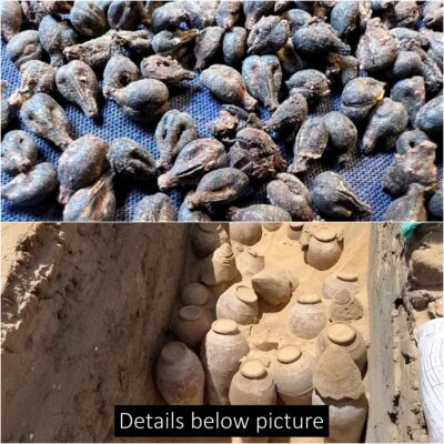 Intact wine jars dating back 5000 years discovered at Abydos in Sohag