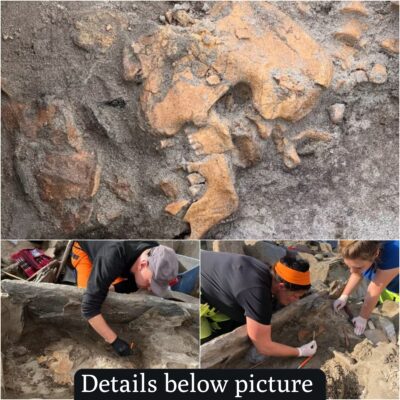 In western Norway, an ancient stone box grave dating back 4000 years has been uncovered, revealing an exciting discovery
