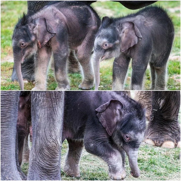 Rosamond Gifford Zoo Celebrates the Arrival of Adorable Elephant Twins, Doubling the Cuteness!
