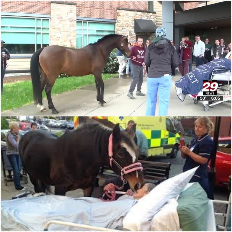 A Farewell Gesture: An Emotional Encounter as the Horse Bows to Tenderly Stroke Her Cheek