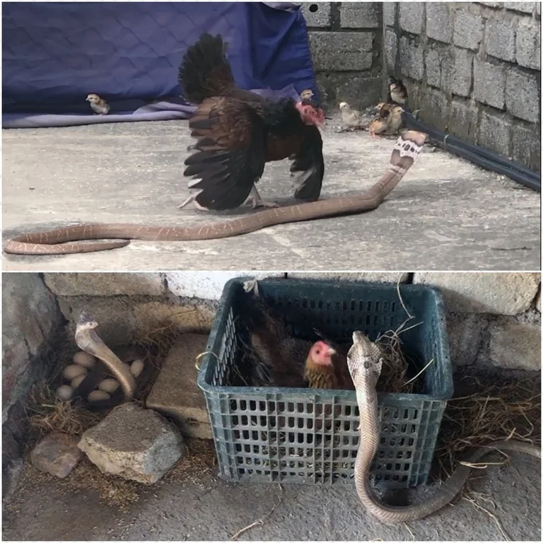 A courageous mother hen puts her life on the line as she confronts three cobras to protect her eggs