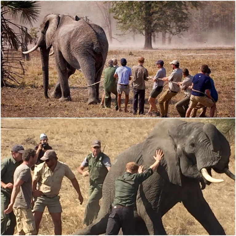Heartwarming Conclusions Achieved: The Tireless Work of a Committed Group in Dramatic Elephant Rescues