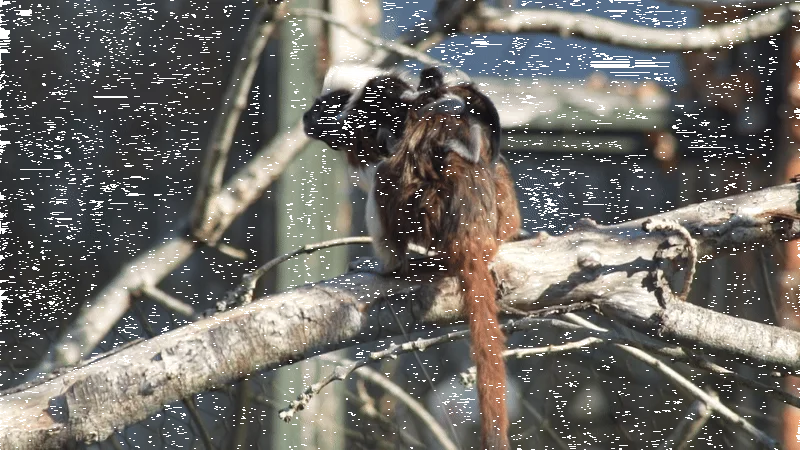 Twice The Joy: Endangered Cotton-top Tamarin Twins Bring Hope At Marwell Zoo