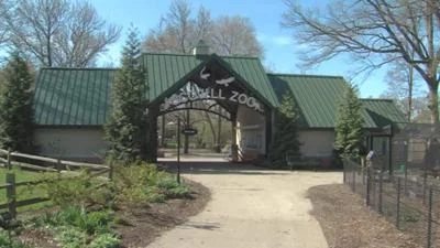 Exciting New Exhibit Opens at Scovill Zoo Featuring Majestic Mountain Lions
