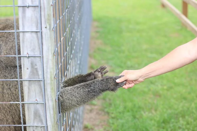 Exciting New Zoo Set to Open in Conway Area Featuring Exotic Animals