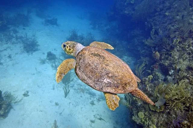 Houston Man Charged With Trafficking Endangered Sea Turtles For Fashion