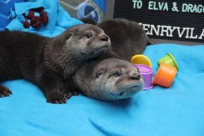 New River Otter Pups Make Waves at Henry Vilas Zoo