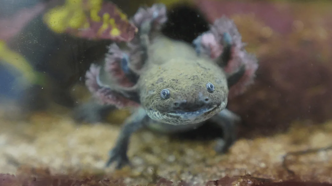Reviving The Axolotl: Hope For An Endangered Species In Mexico
