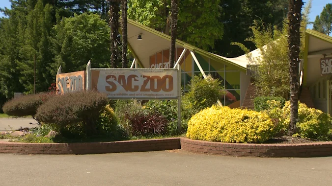 Sacramento Zoo’s Relocation Dream Shatters: A Closer Look at the Decision