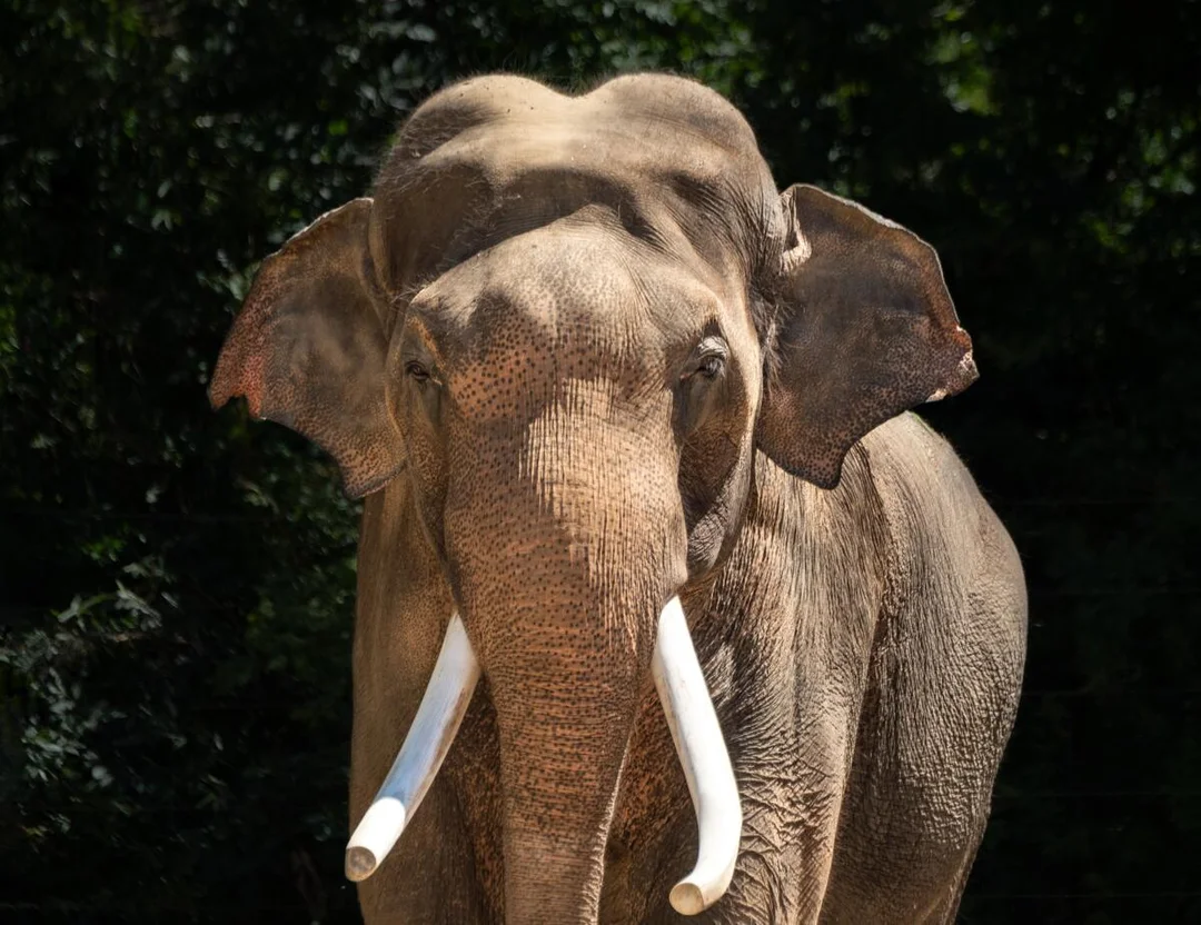 The Controversy Surrounding L.A. Zoo’s Elephants: A Call for Sanctuary