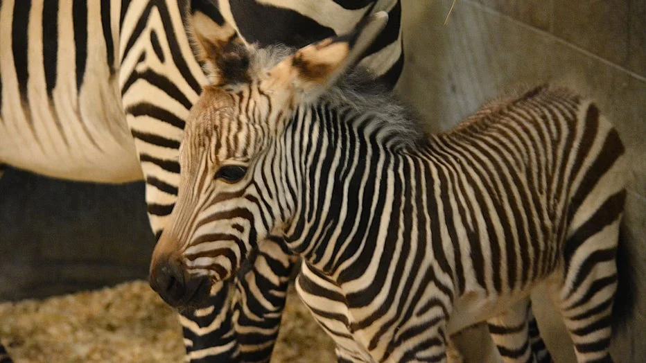 Racine Zoo Welcomes Newborn Hartmann’s Mountain Zebra