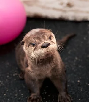 The Legacy of Tilly: A Beloved River Otter at Oregon Zoo