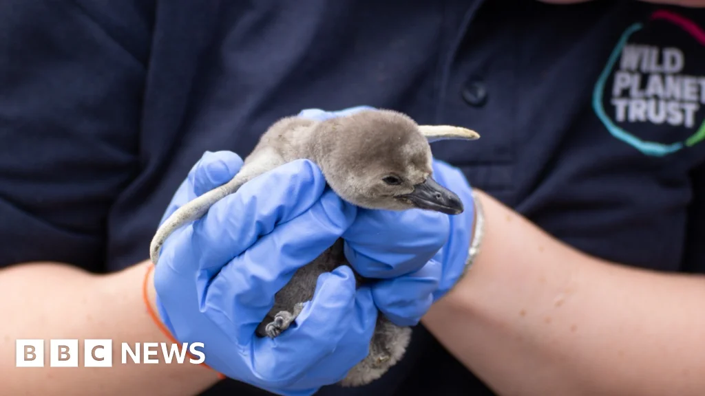 Newquay Zoo Welcomes Charming Humboldt Penguin Chicks