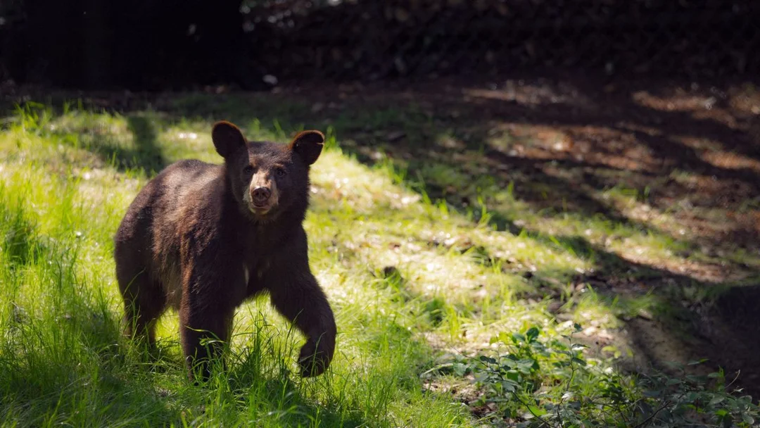 Fort Worth Zoo Welcomes Adorable New Black Bear Cubs