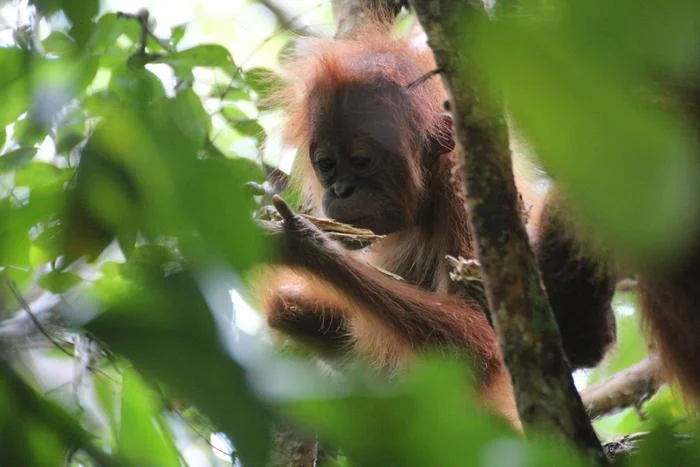 Orangutans in Captivity: Exploring the Impact of Environment on Cognitive Development
