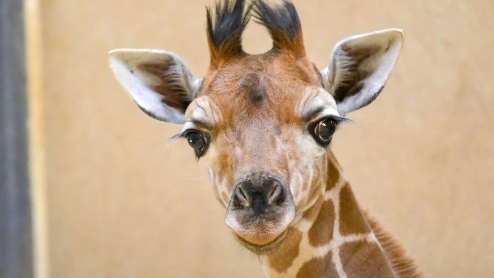 The Maryland Zoo Welcomes Titali: A Baby Giraffe with a Meaningful Name