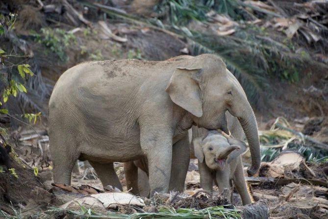 Saving The World’s Smallest Elephants: One Woman’s Mission In Borneo