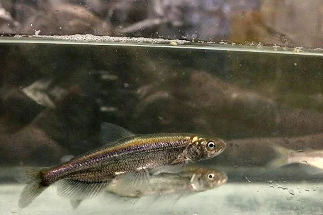 House Republicans’ Controversial Move to Remove Protections for Longfin Smelt