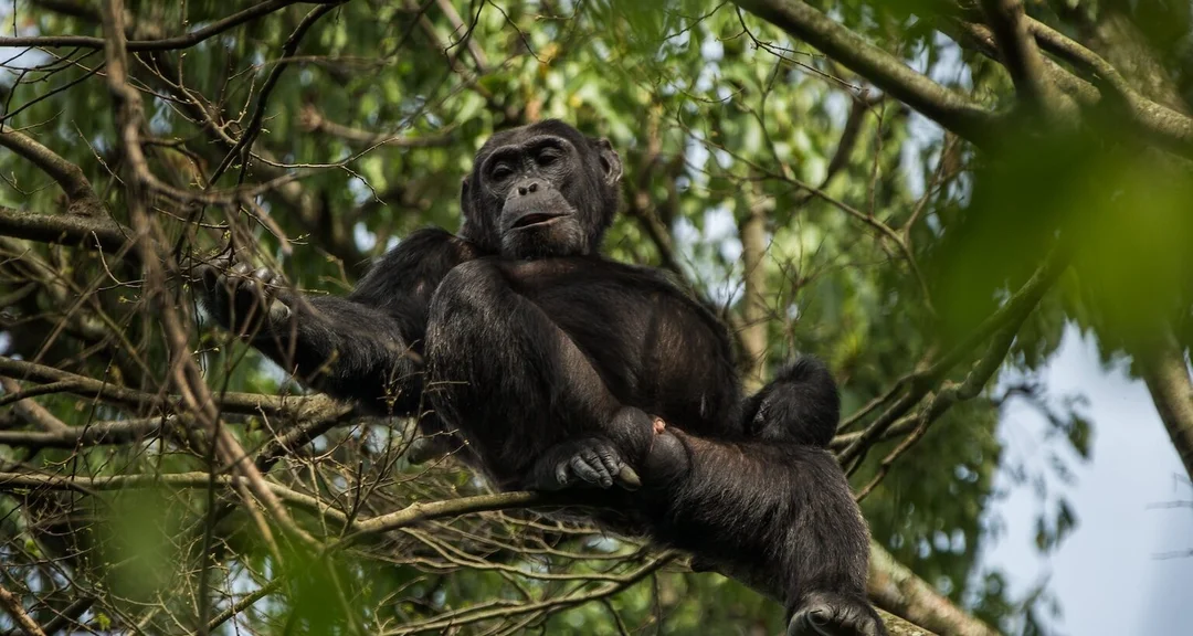The Dire State of Wildlife in Virunga National Park Amidst Conflict