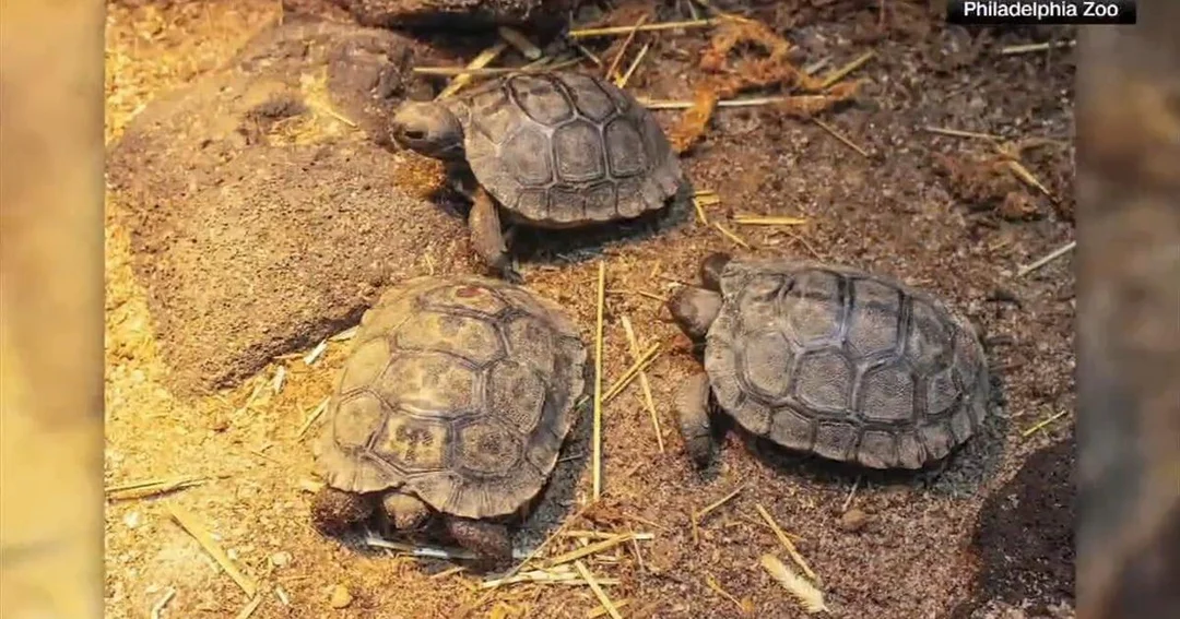 Philadelphia Zoo’s Tortoise Hatchlings Unveil Names Inspired By The Golden Girls