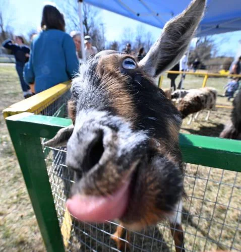 A Day of Joy: The Petting Zoo Experience in North Orange