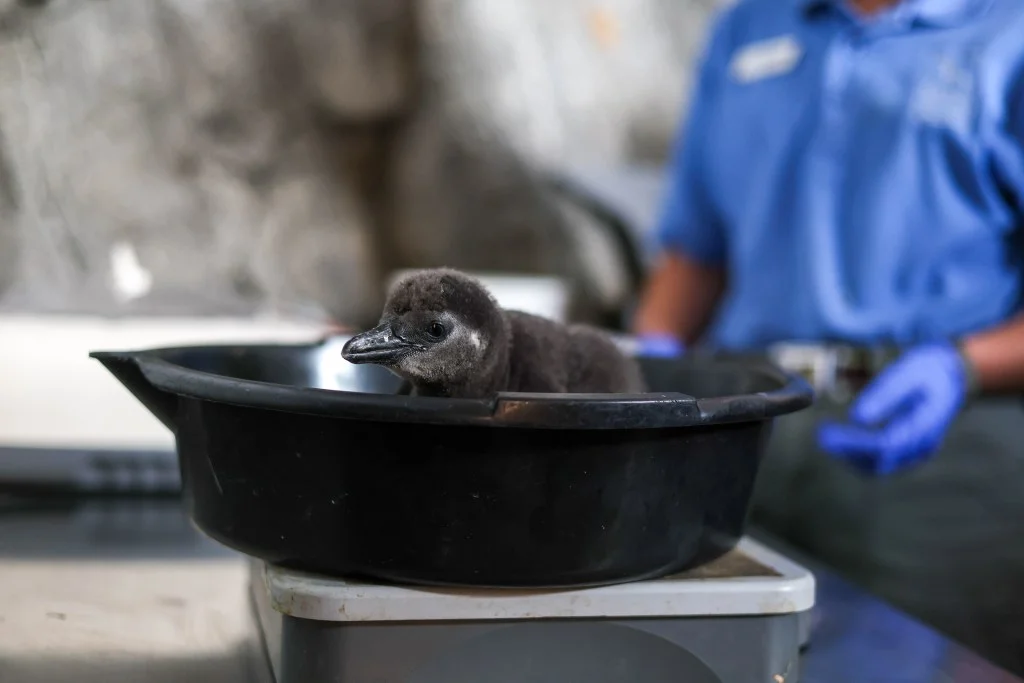 A New Hope: Critically Endangered African Penguin Chick Hatches at Cheyenne Mountain Zoo
